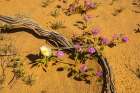 USA, California, Imperial Sand Dunes. Verbena and evening primrose flowers and cactus skeleton. Art Print